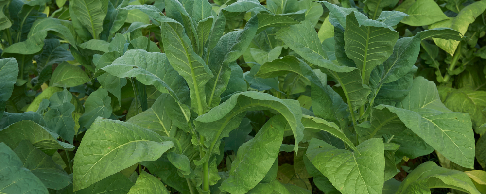 Tabac de Jardin