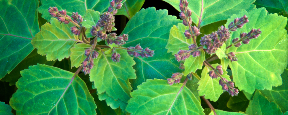 Patchouli