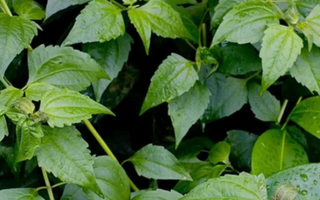Rompe Saraguey : vertus et usages magiques