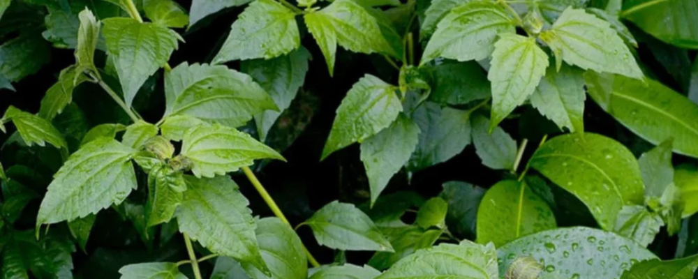 Rompe Saraguey : vertus et usages magiques