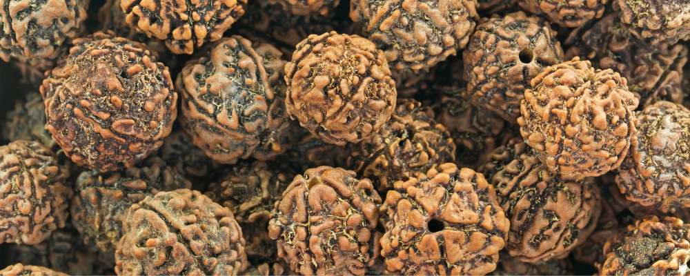 Graine de Rudraksha