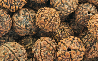 Graine de Rudraksha