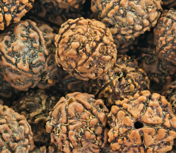 Graine de Rudraksha