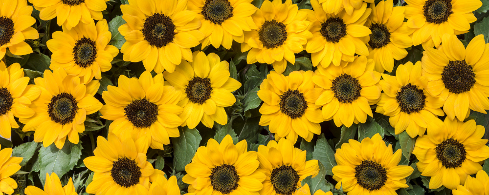 Tournesol