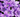 Violette