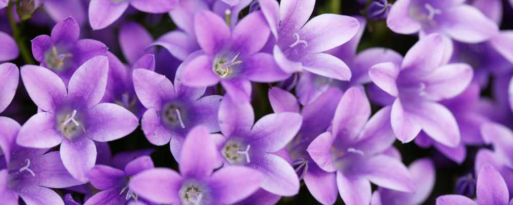 Violette