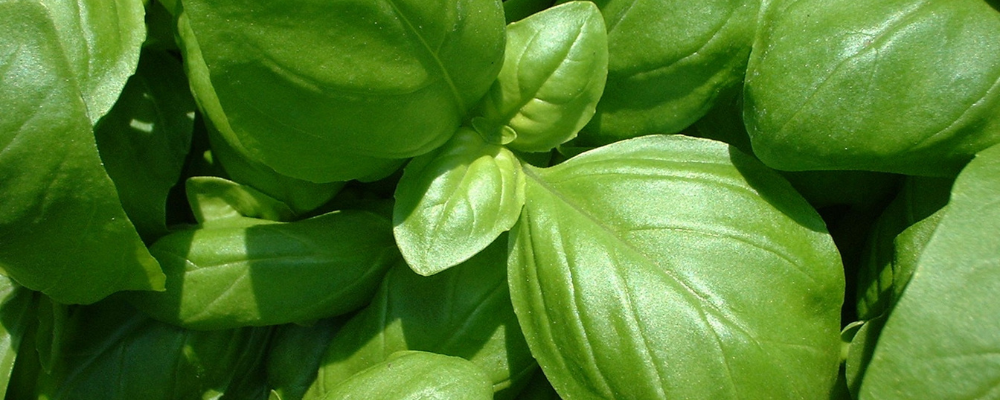 Basilic