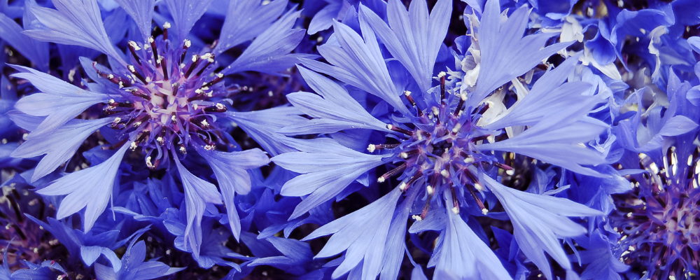 Bleuet