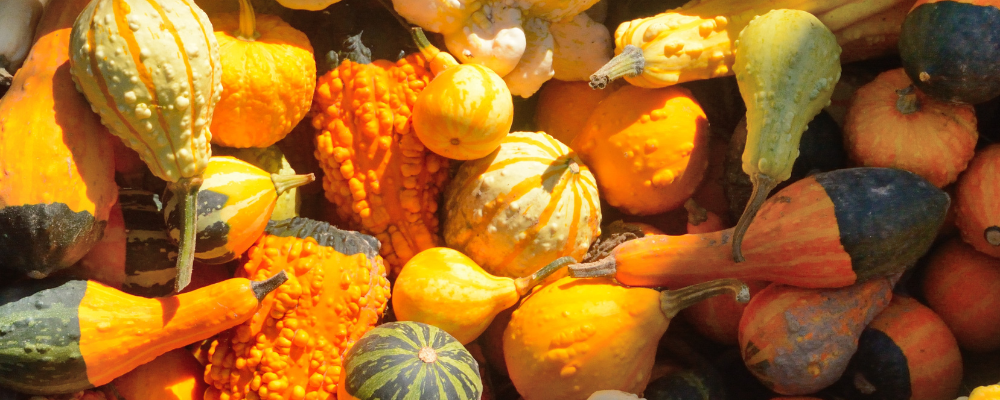 Courge