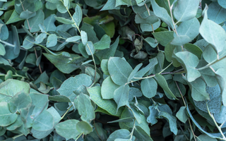 Eucalyptus : vertus et usages magiques | Aeternum, herboristerie