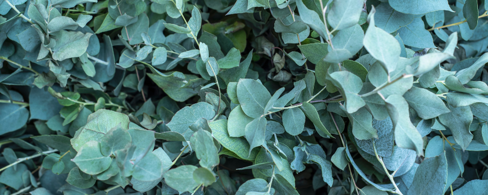 Eucalyptus