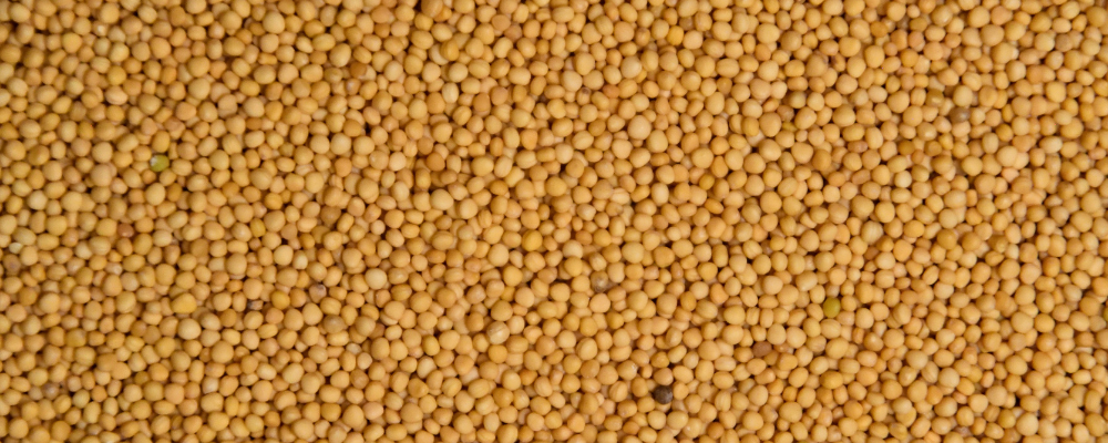 Grains de Moutarde