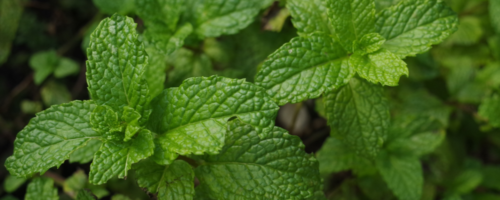 Menthe