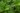Menthe
