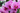 Orchidée