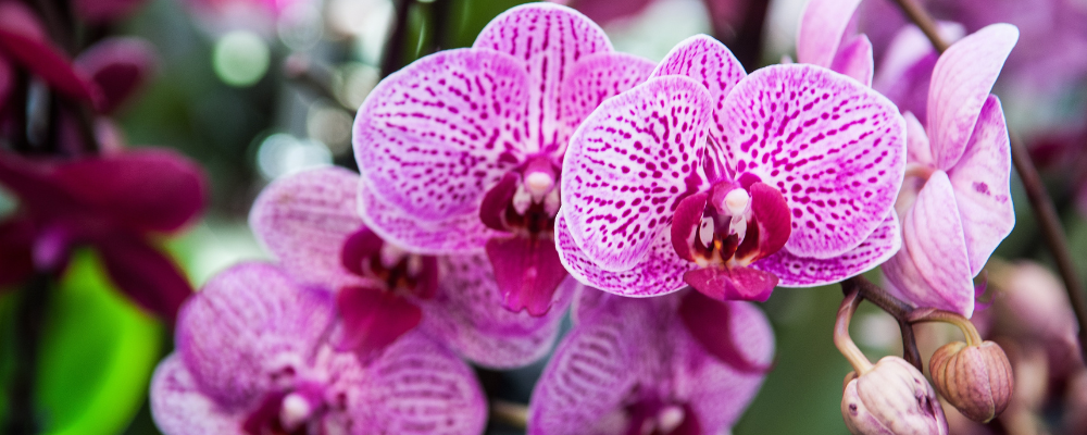 Orchidée