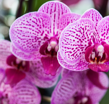 Orchidée