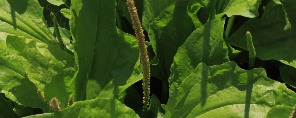 Plantain