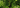 Plantain