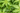 Verveine