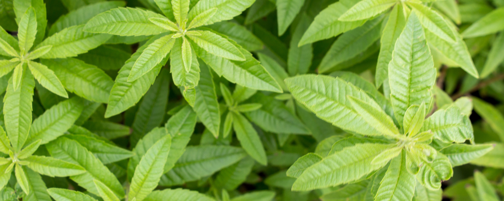 Verveine