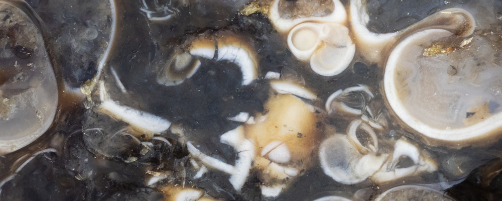 Agate Fossile