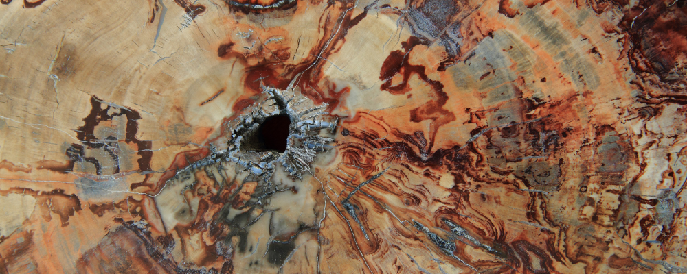 Bois Fossilisé