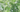 Olivine