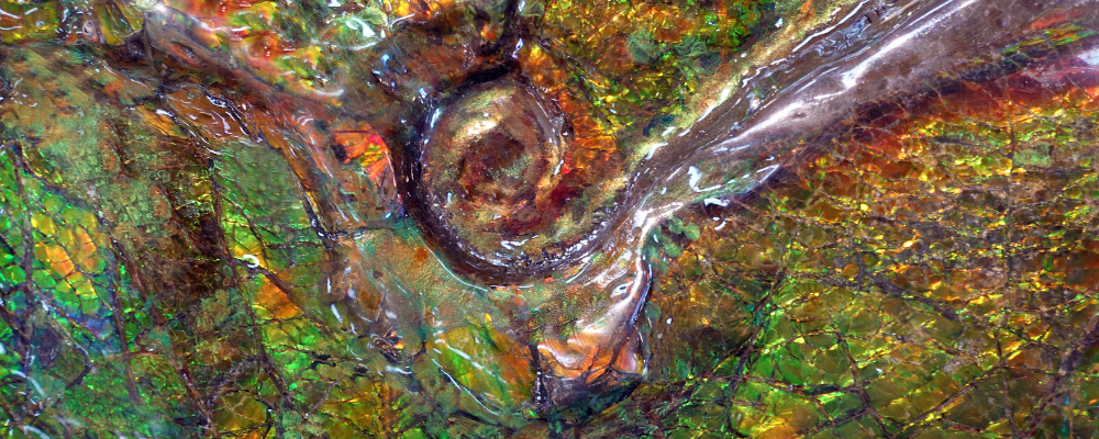 Ammolite