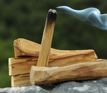 Le palo santo est-il en danger ?