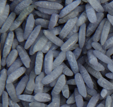 Pourquoi utiliser du riz magique bleu dans un rituel ?