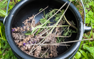 Quels herbes et fleurs privilégier pour Beltane ?