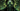 Homme Vert