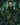Arawn