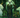Cernunnos