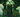 Cernunnos