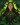 Sidhe (les)