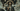 Somnus