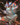 Agni