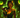 Hygieia