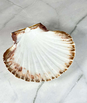 Encensoir coquille Saint-Jacques - Aeternum - Encensoir coquille Saint-Jacques - Aeternum - Encensoir coquille Saint-Jacques - Aeternum - Encensoir coquille Saint-Jacques - Aeternum - #original_alt_text# - #esoterisme# - #wicca#  - #esoterisme# - #wicca#  - # boutique ésoterisme# - #wicca#  - # boutique ésoterisme# - #wicca# 