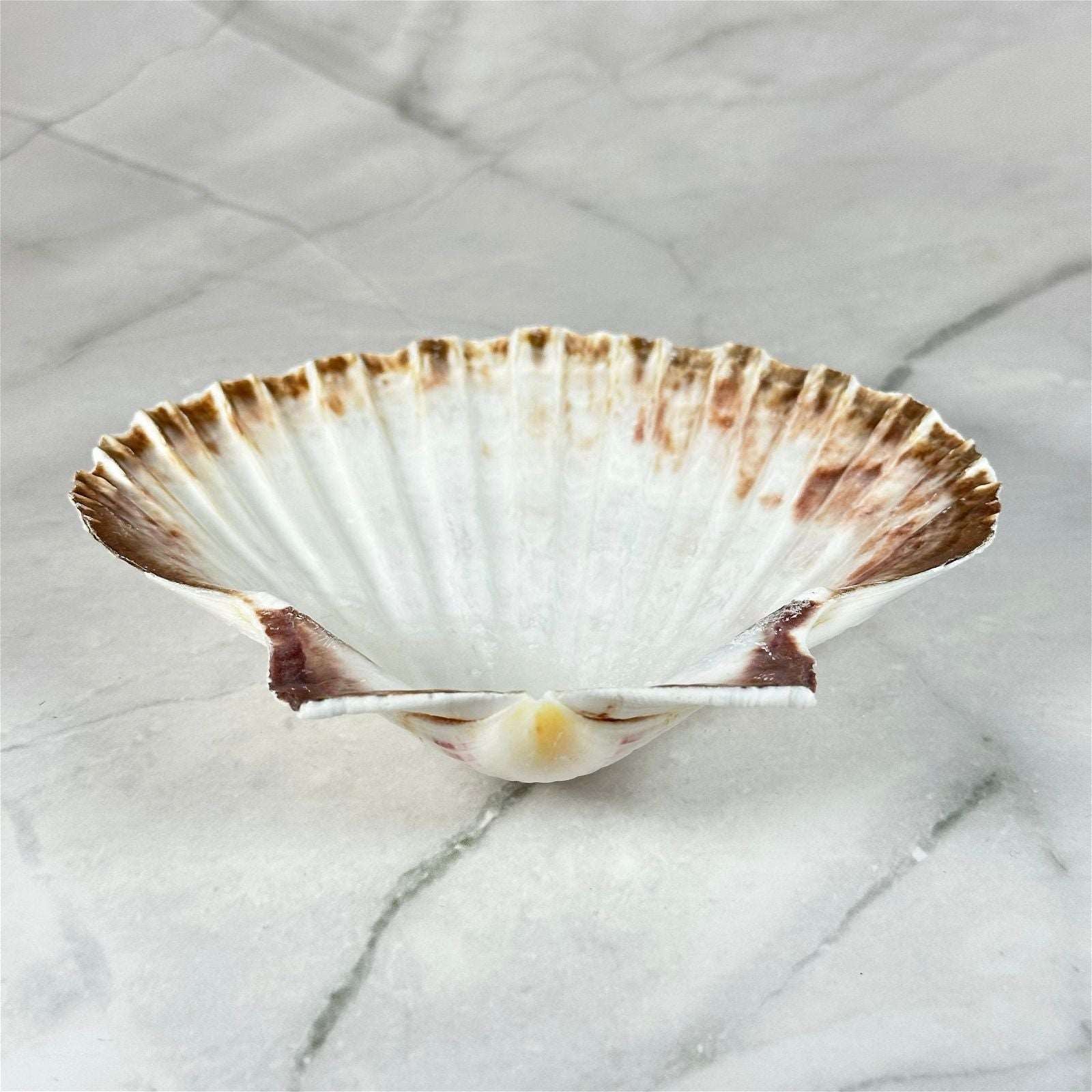 Encensoir coquille Saint-Jacques - Aeternum - Encensoir coquille Saint-Jacques - Aeternum - Encensoir coquille Saint-Jacques - Aeternum - Encensoir coquille Saint-Jacques - Aeternum - #original_alt_text# - #esoterisme# - #wicca#  - #esoterisme# - #wicca#  - # boutique ésoterisme# - #wicca#  - # boutique ésoterisme# - #wicca# 