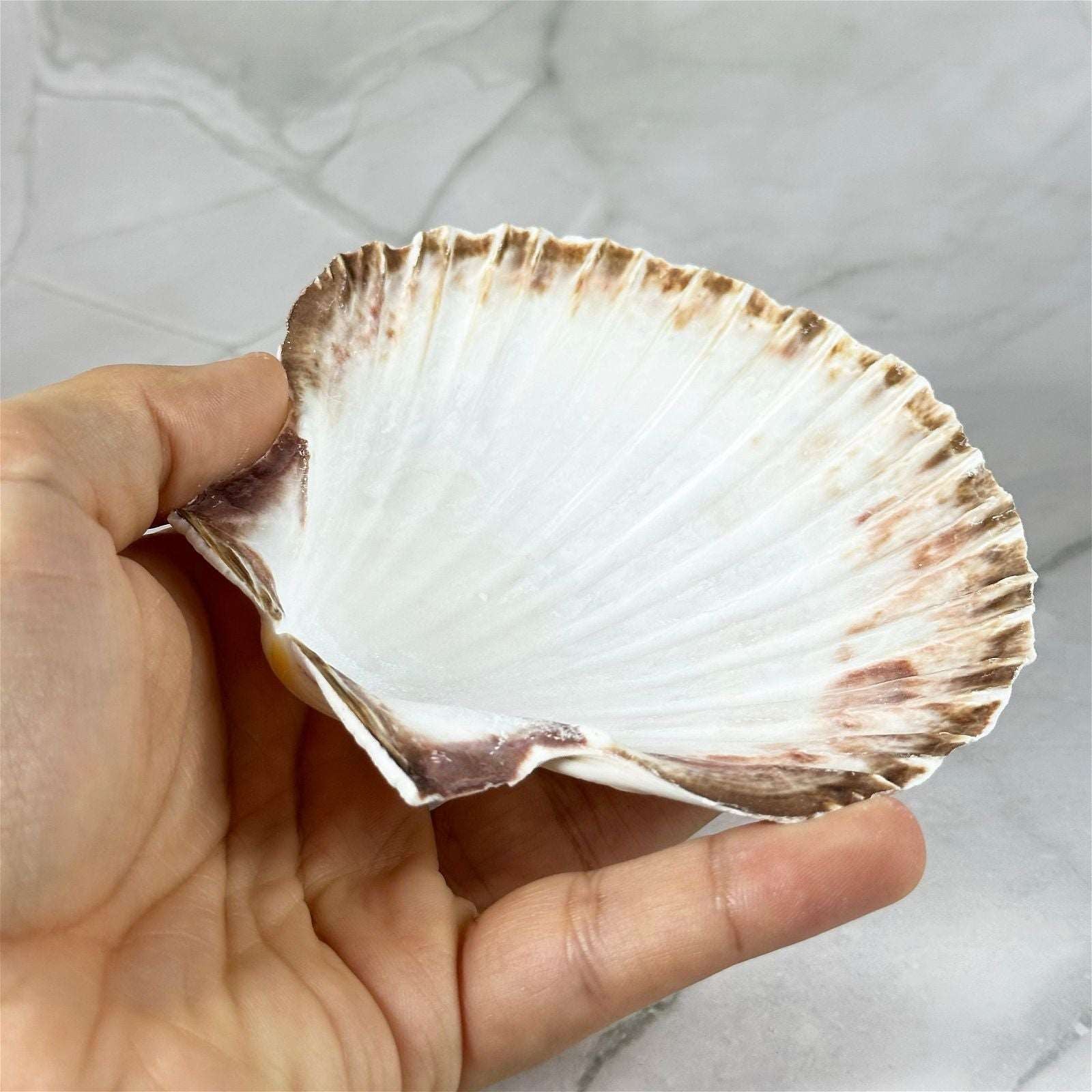 Encensoir coquille Saint-Jacques - Aeternum - Encensoir coquille Saint-Jacques - Aeternum - Encensoir coquille Saint-Jacques - Aeternum - Encensoir coquille Saint-Jacques - Aeternum - #original_alt_text# - #esoterisme# - #wicca#  - #esoterisme# - #wicca#  - # boutique ésoterisme# - #wicca#  - # boutique ésoterisme# - #wicca# 