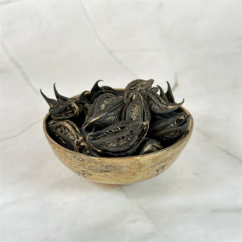 Graine Tête de Chauve-Souris - Aeternum - Graine Tête de Chauve-Souris - Aeternum - Graine Tête de Chauve-Souris - Aeternum - #original_alt_text# - #esoterisme# - #wicca#  - #esoterisme# - #wicca#  - # boutique ésoterisme# - #wicca# 