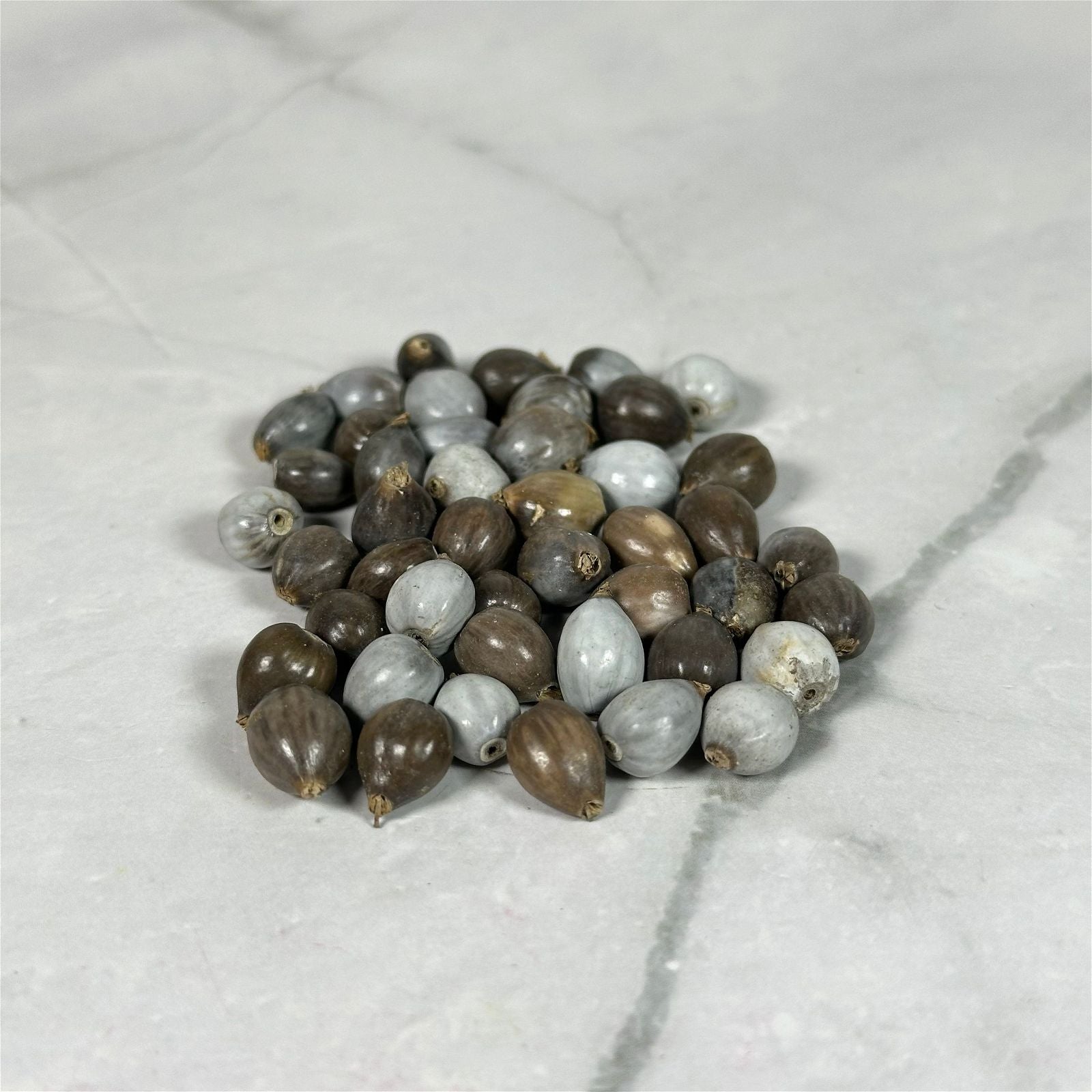 Graines Larmes de Job (pack x10) - Aeternum - Graines Larmes de Job (pack x10) - Aeternum - Graines Larmes de Job (pack x10) - Aeternum - #original_alt_text# - #esoterisme# - #wicca#  - #esoterisme# - #wicca#  - # boutique ésoterisme# - #wicca# 
