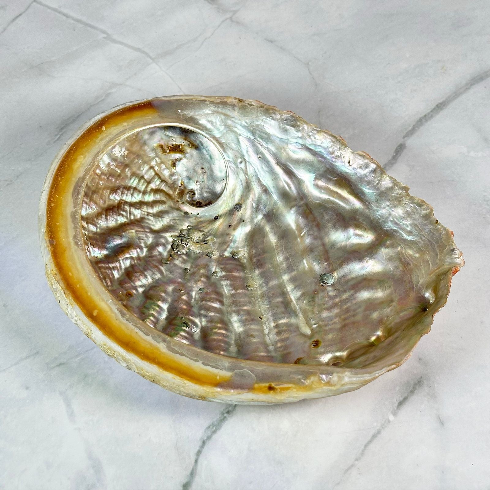 Grande coquille d'Ormeau - Aeternum - Grande coquille d'Ormeau - Aeternum - Grande coquille d'Ormeau - # boutique ésoterisme# - #wicca#  - # boutique ésoterisme# - #wicca# 