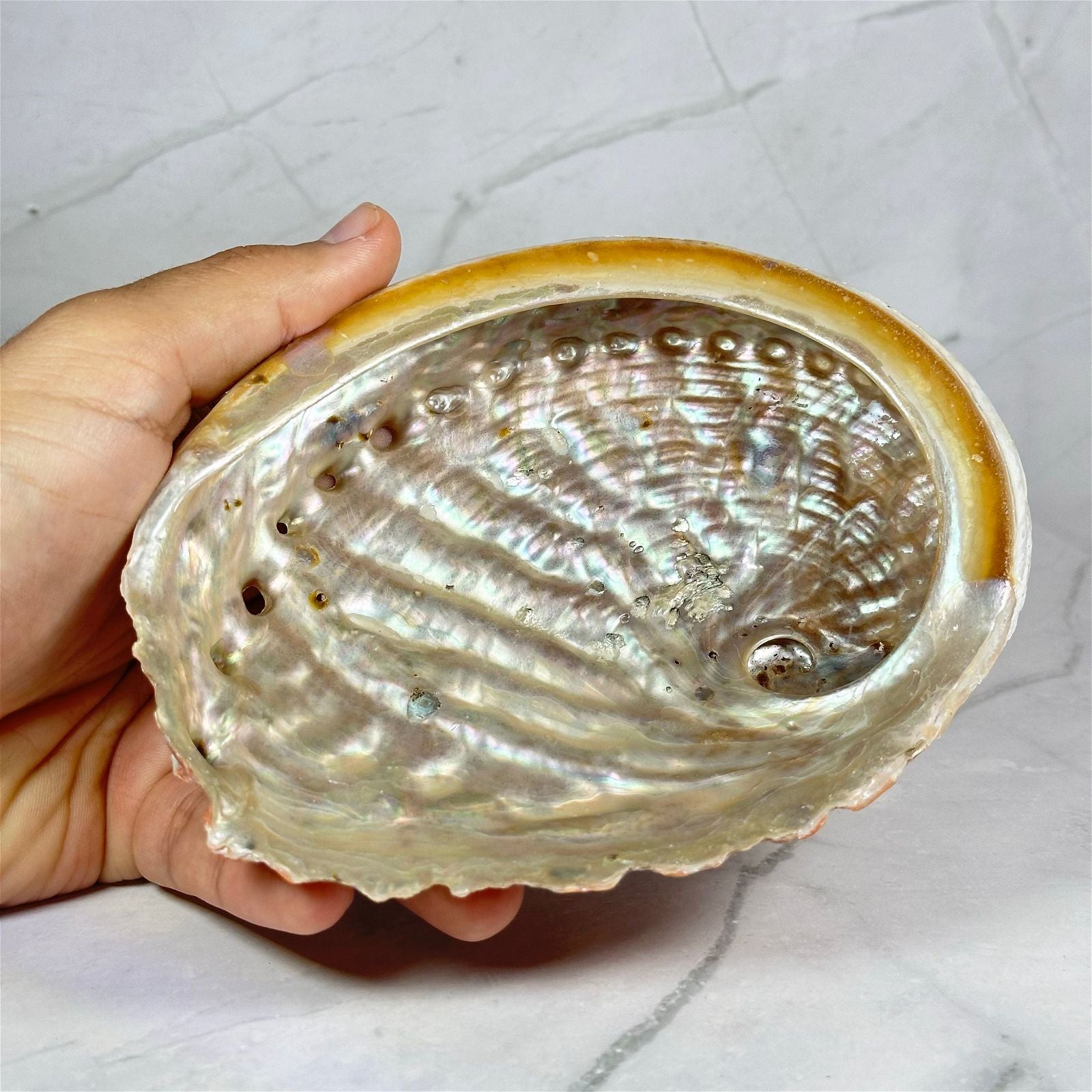 Grande coquille d'Ormeau - Aeternum - Grande coquille d'Ormeau - Aeternum - Grande coquille d'Ormeau - # boutique ésoterisme# - #wicca#  - # boutique ésoterisme# - #wicca# 