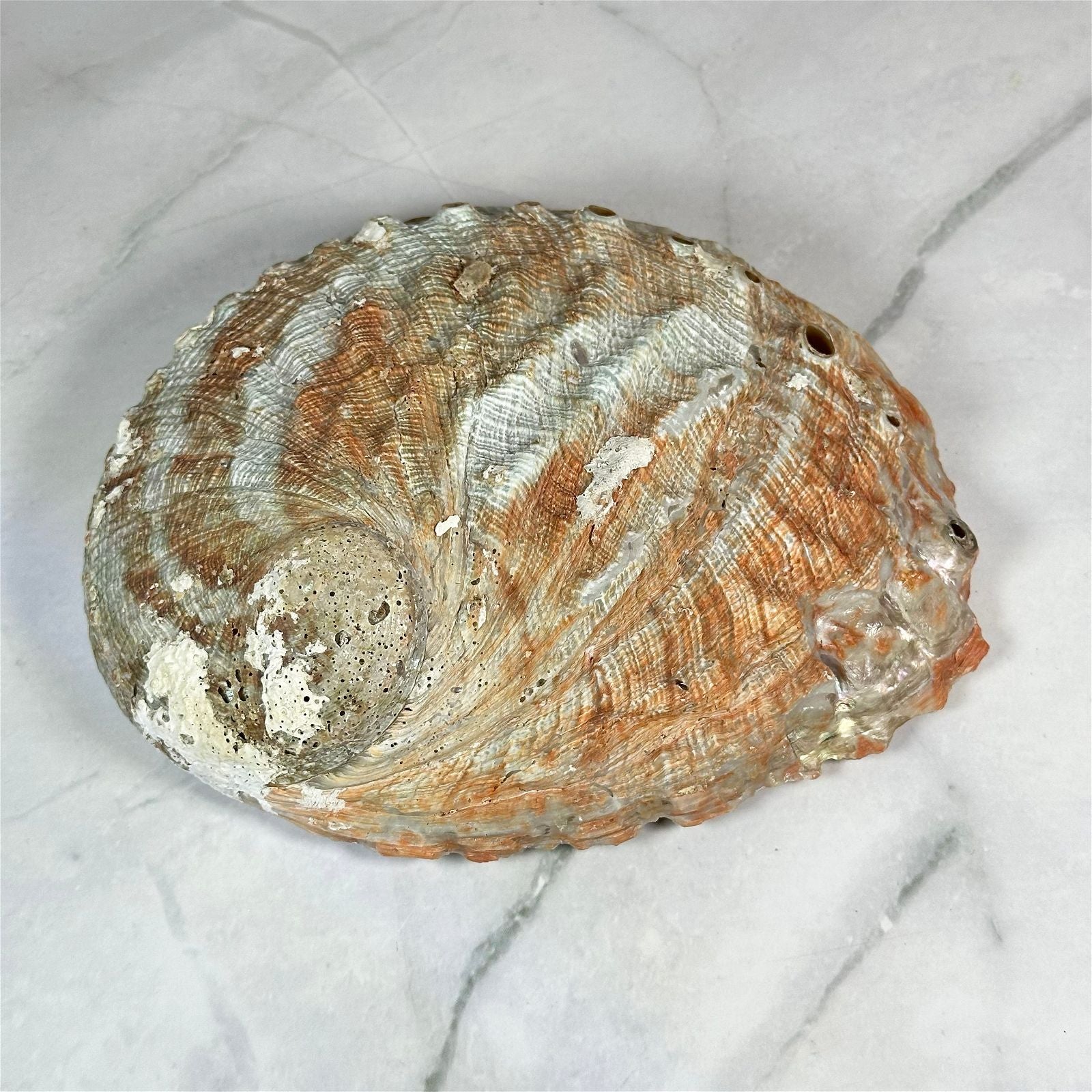 Grande coquille d'Ormeau - Aeternum - Grande coquille d'Ormeau - Aeternum - Grande coquille d'Ormeau - # boutique ésoterisme# - #wicca#  - # boutique ésoterisme# - #wicca# 
