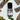 Huile essentielle de Bois de Hô - Aeternum - a bottle of wine and a plant on a table  - # boutique ésoterisme# - #wicca# 