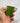 Sachet vert pour mojo